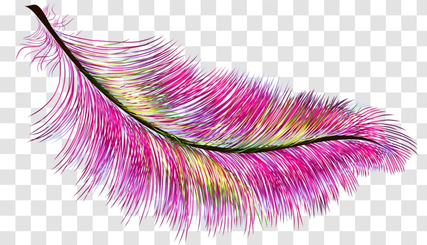 Feather Color Peafowl - Magenta - Small Colored Feathers Transparent PNG