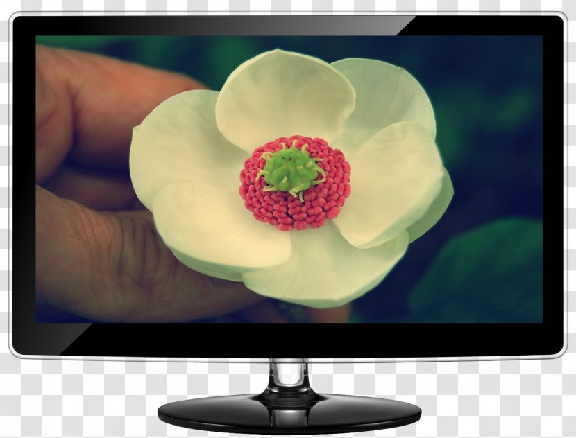 Computer Monitors Television Samsung - Hand Flower Transparent PNG