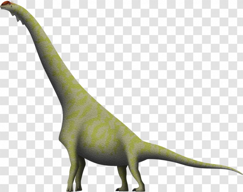Brachiosaurus Diplodocus Giraffatitan Dinosaur Dry Mesa Quarry Transparent PNG