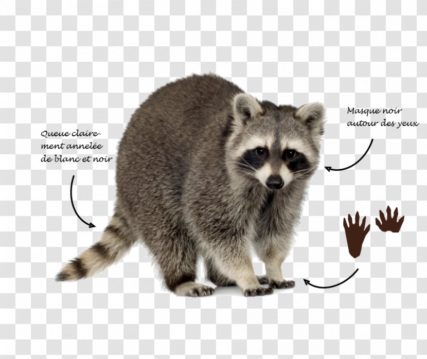 Raccoon Trapping Squirrel Dog Skunk - Procyon - Raton Transparent PNG
