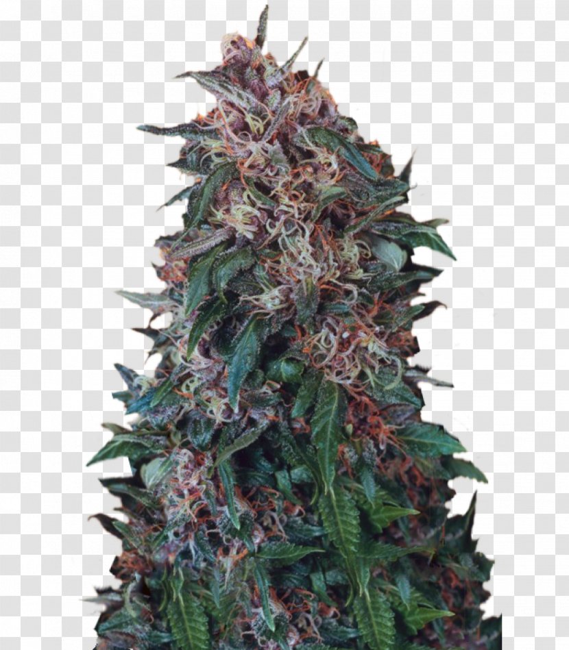 Hindu Kush Autoflowering Cannabis Seed - Nirvana Transparent PNG