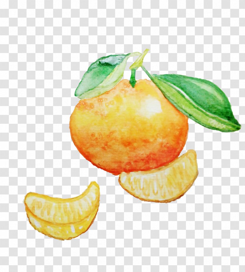 A Hand-painted Watercolor Of Orange And - Lemon - Tangelo Transparent PNG