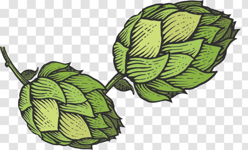 Beer Hops Common Hop Sketch - Flower Transparent PNG