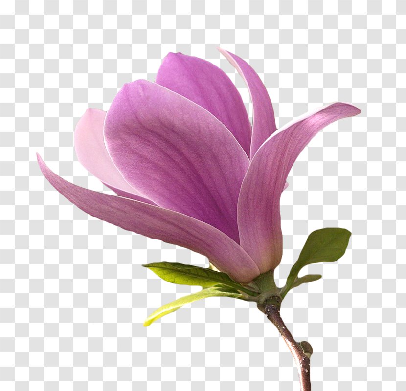 Flower Magnolia Petal Plant Stem - Internet Transparent PNG