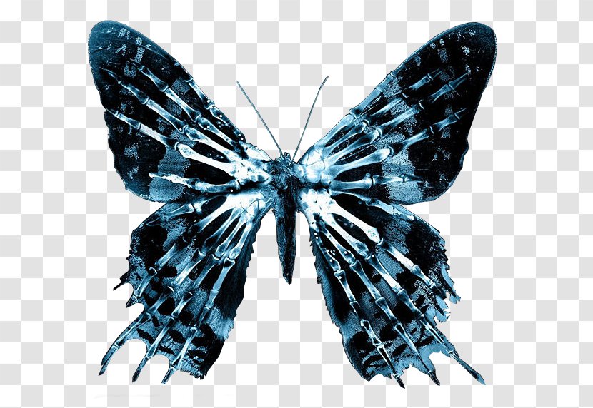 Nina Sharp Television Show Butterfly Effect - Insect - Moth Transparent PNG