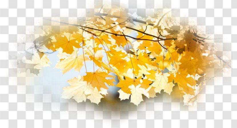 Autumn Desktop Wallpaper Leaf Tree Landscape Transparent PNG