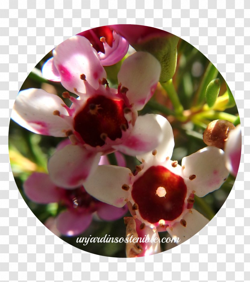 Flower Plant Chamelaucium Uncinatum Myrtle Family Flores De Corte - Tree Transparent PNG