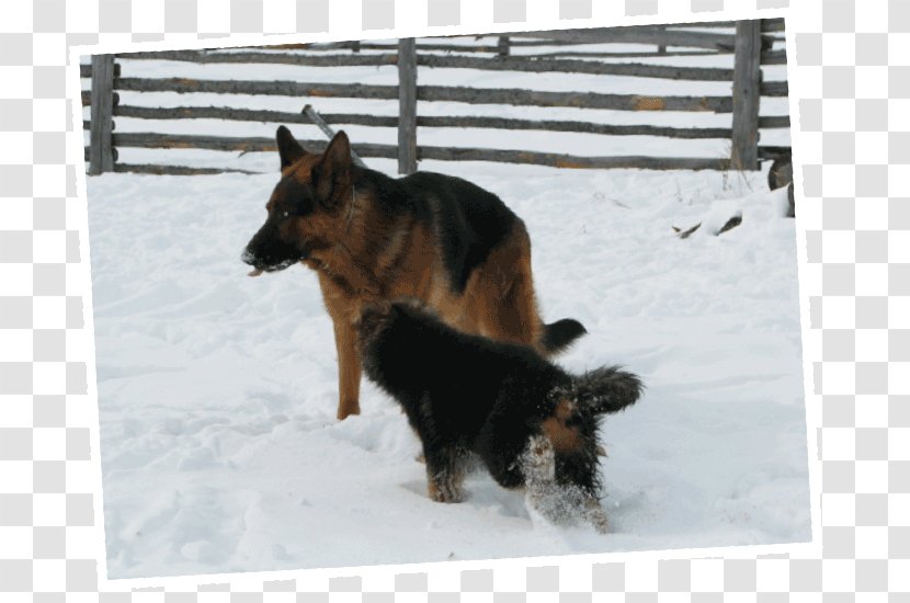 Old German Shepherd Dog King Breed Sporting Group - Hunde Transparent PNG