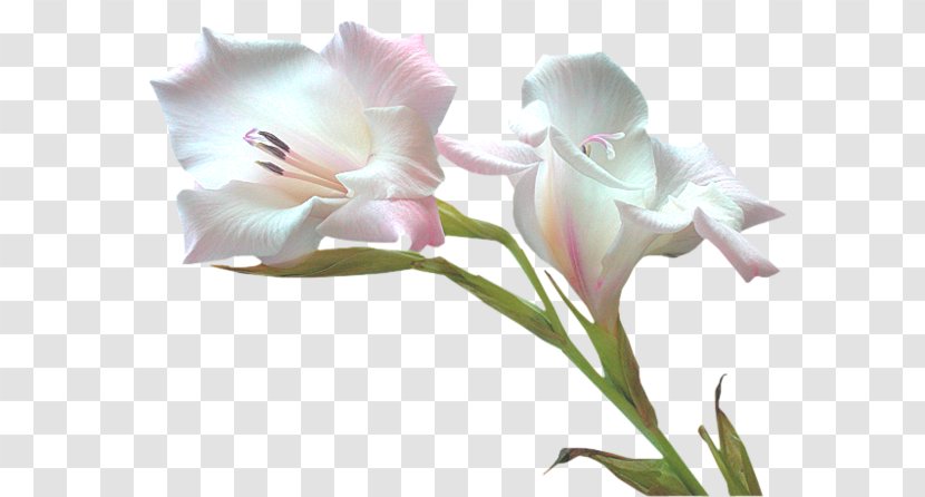 Flower Clip Art - Flora Transparent PNG