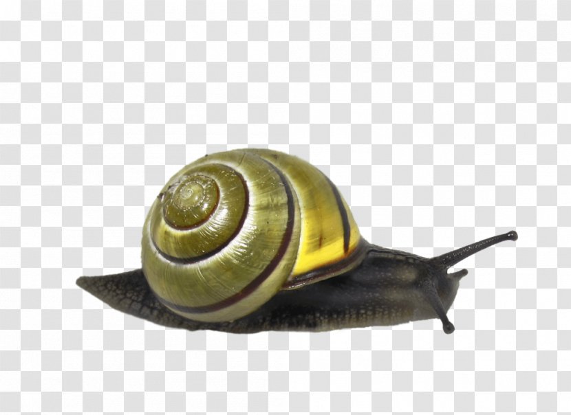 Snail Clip Art - Snails And Slugs Transparent PNG