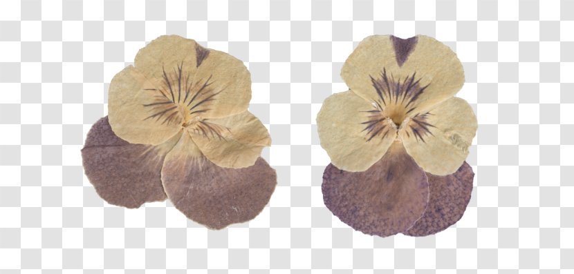 Pressed Flower Craft Petal Digital Image - Data Transparent PNG