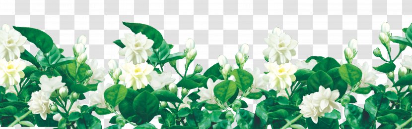 Jasmine Flower Computer File - Floral Design Transparent PNG