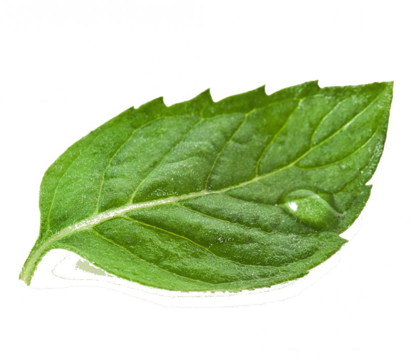 Green Tea Matcha White - Mulberry Transparent PNG