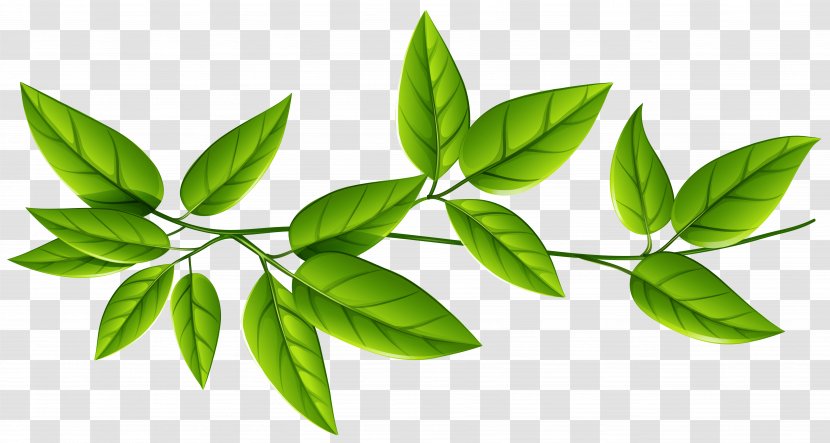 Leaf Green Clip Art - Leaves Transparent PNG