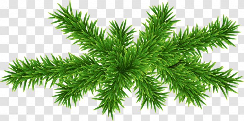Green Concise Plant - Spruce - Designer Transparent PNG