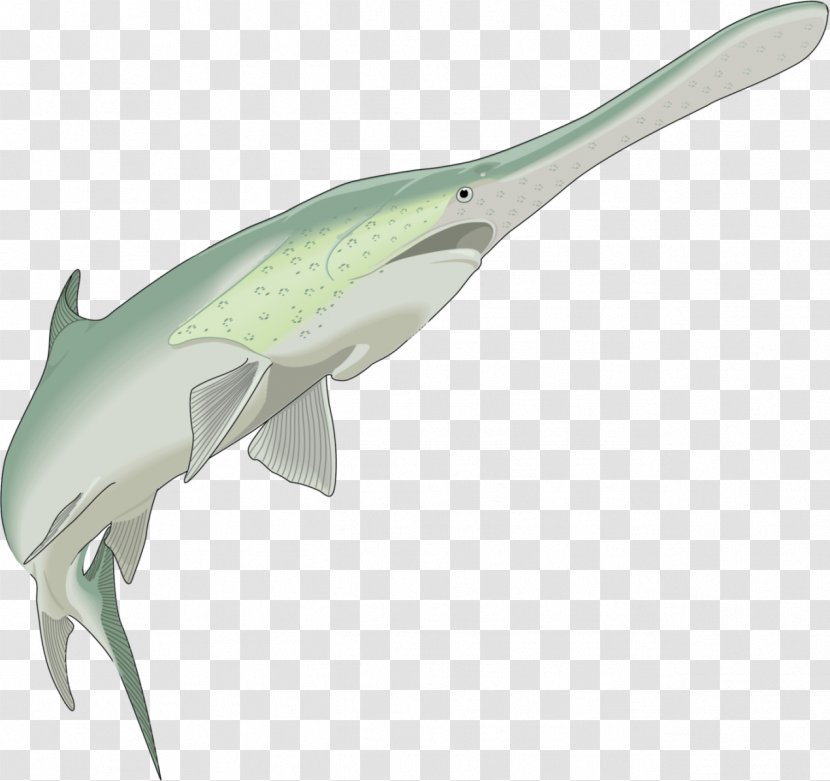 Fish Shark Animal - Organism Transparent PNG