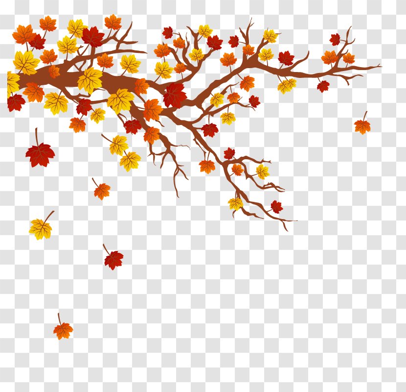 Autumn Leaf Color Tree Branch - Point - Vector Maple Leaves Transparent PNG