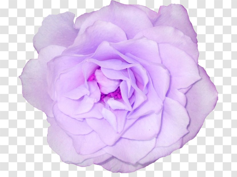 Cabbage Rose Garden Roses Flower Clip Art Transparent PNG