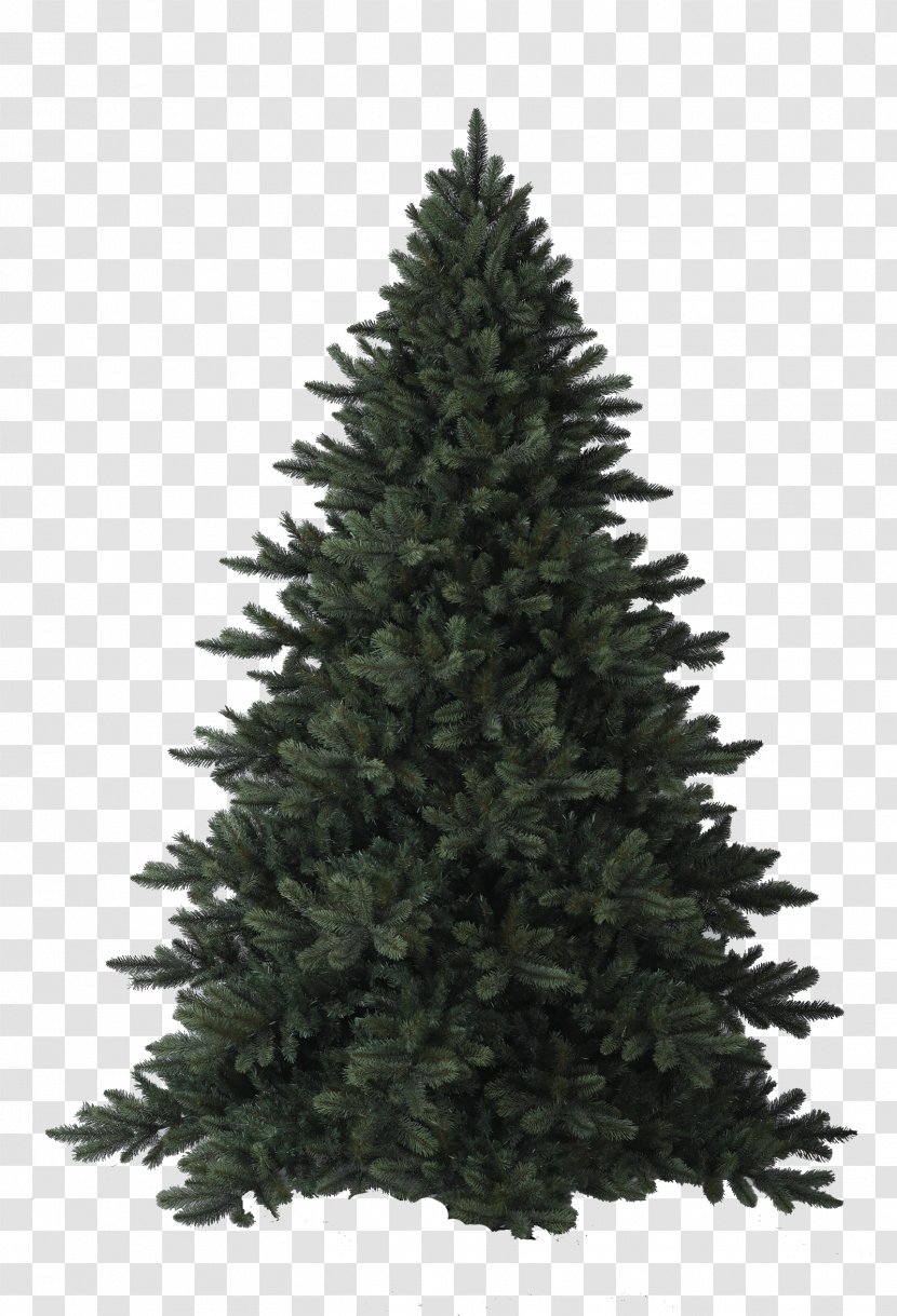 Fir Christmas Tree Pine Blue Spruce - Conifers - Chris Transparent PNG