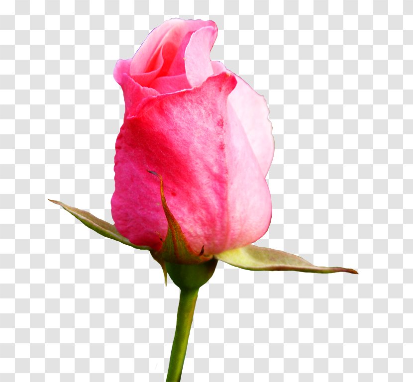 Rose Bud Flower Clip Art - Pink Roses Transparent PNG