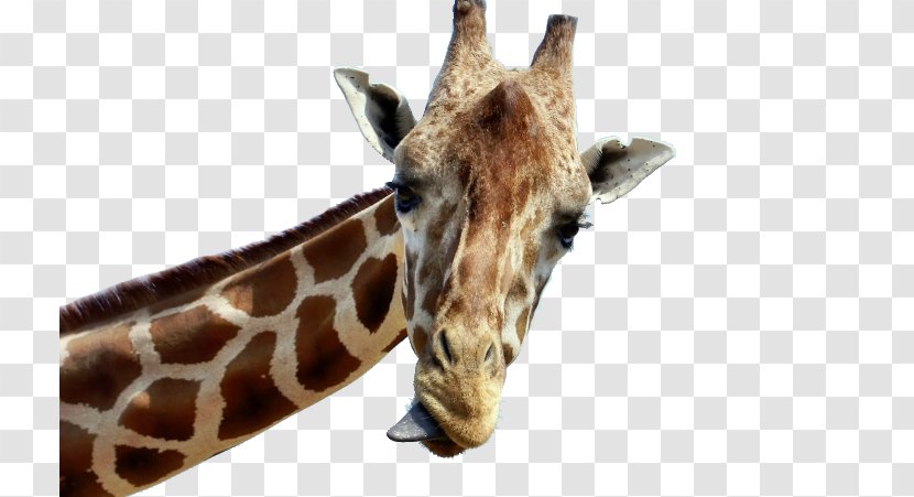 Baby Giraffes Tongue Desktop Wallpaper Animal - Giraffidae - Giraffe Transparent PNG