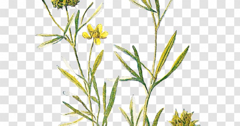 Wildflower Lithography - Flowering Plant - Wild Flower Transparent PNG
