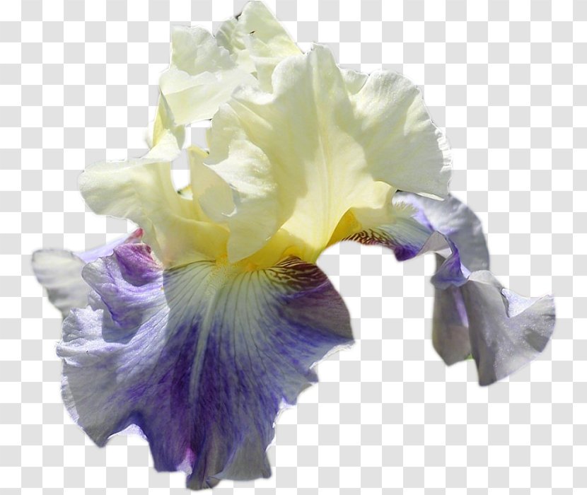 Blue Iris Flower - Family - Cattleya Morning Glory Transparent PNG