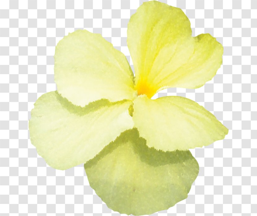 Flowering Plant Herbaceous - Petal Transparent PNG