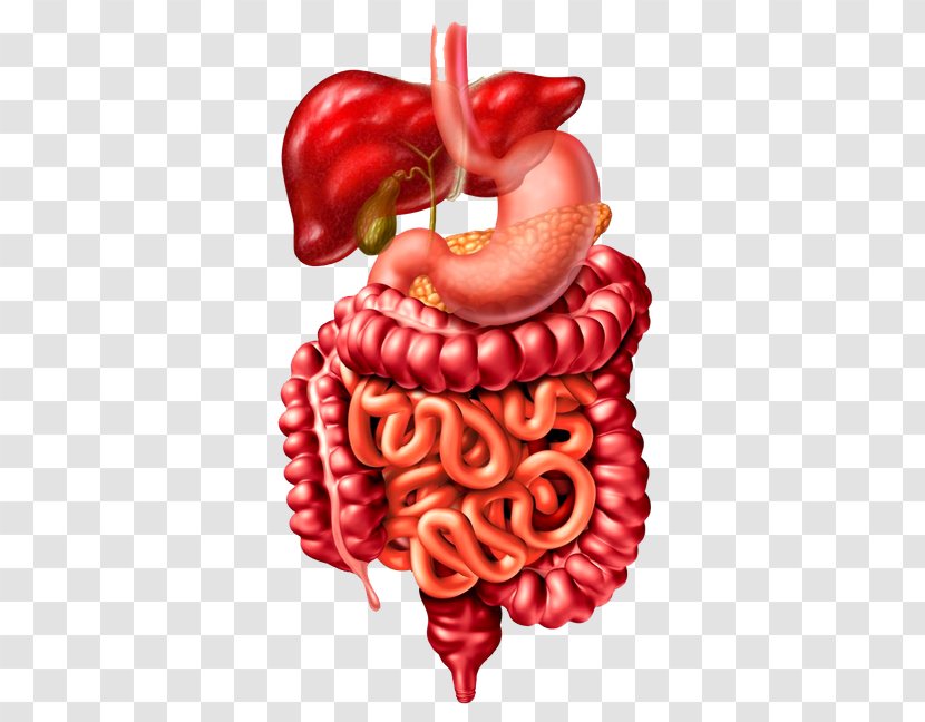 Crohn's Disease Bowel Obstruction Symptom Inflammatory Large Intestine - Flower - Digestive Tract Transparent PNG