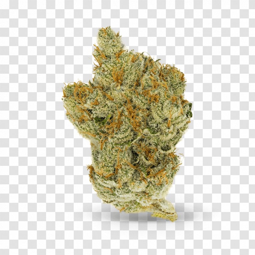 Medical Cannabis White Tea Herbal - Tetrahydrocannabinol - Name Card Of Weed Mildew Transparent PNG