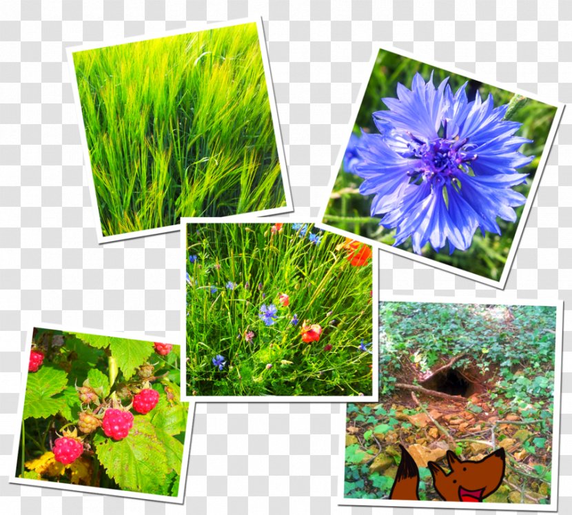 Ecosystem Aquatic Plants Wildflower Aquarium - Flower - Countryside Transparent PNG