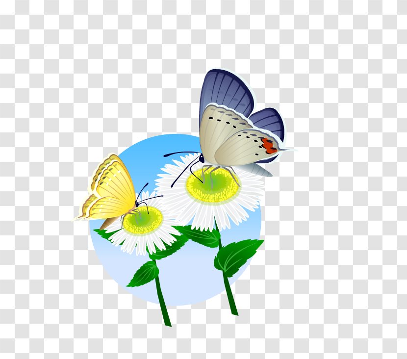 Adobe Illustrator Icon - Flower - Beautiful Chrysanthemum Transparent PNG