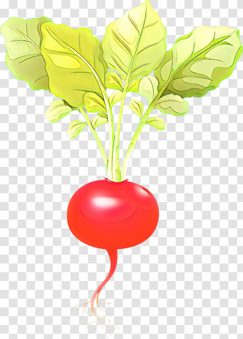 Radish Vegetable Leaf Plant Beetroot Transparent PNG