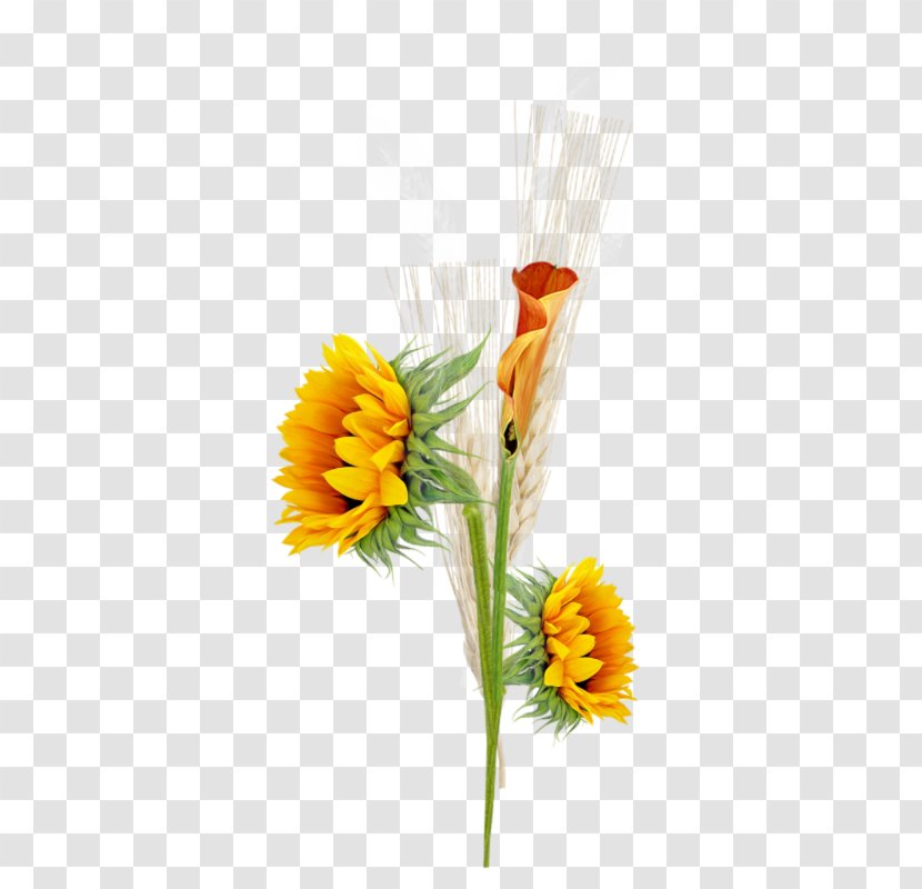 Common Sunflower PhotoScape Photography Clip Art - Hand Painted Wheat Transparent PNG