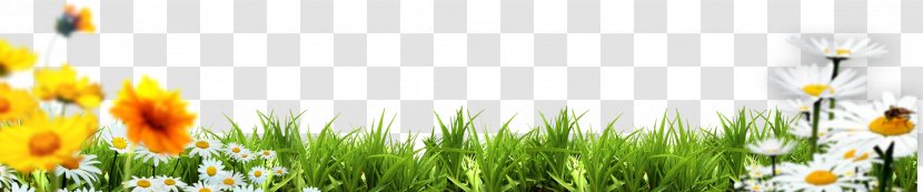 Grasses Energy Yellow Spring Wallpaper - Grass - Child Transparent PNG