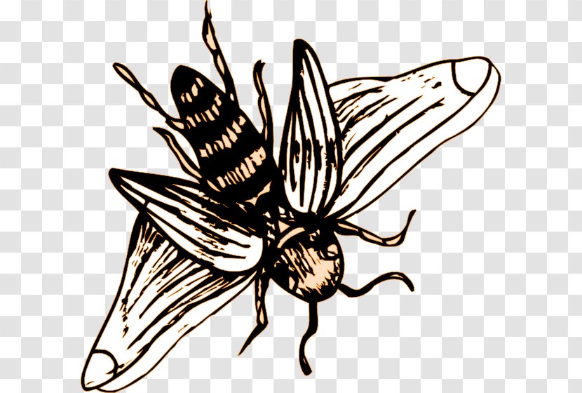 Brush-footed Butterflies European Dark Bee Insect Drawing Clip Art - Organism Transparent PNG