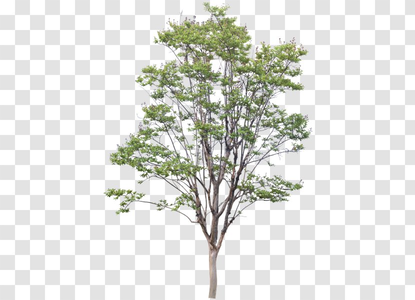 Tree .dwg American Sycamore Transparent PNG