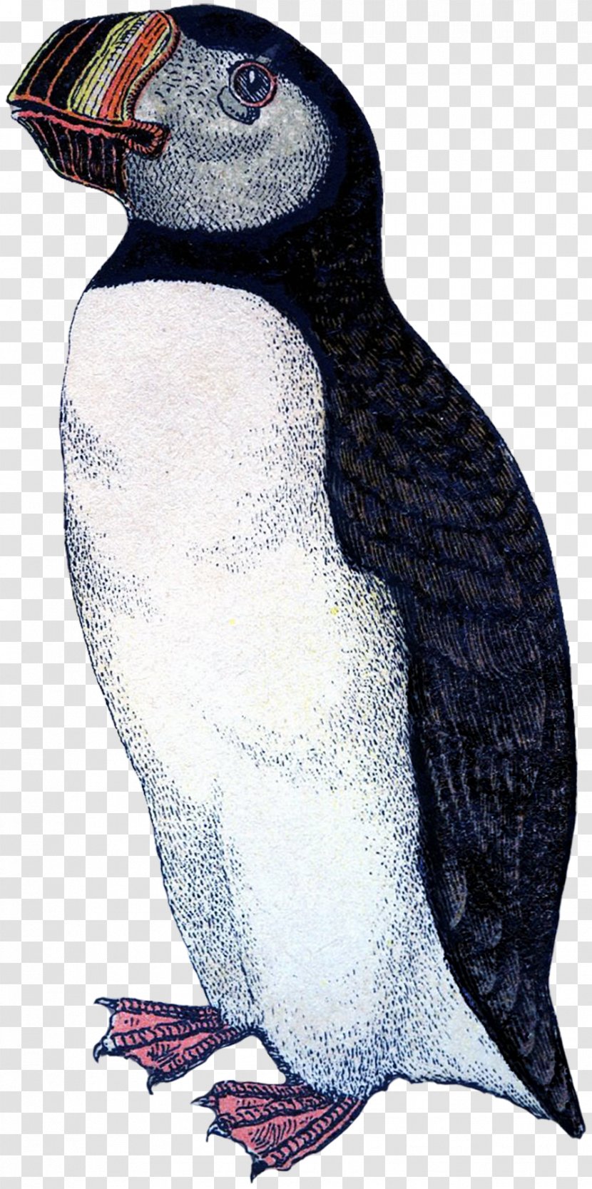 Puffin King Penguin Beak Fauna - Charadriiformes Transparent PNG