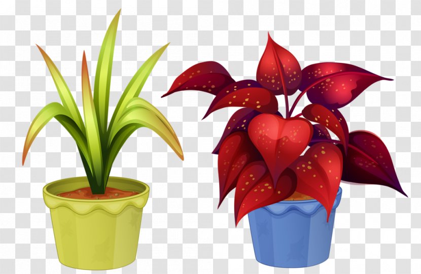 Ornamental Plant Flowerpot Houseplant Flowering - Royaltyfree Transparent PNG