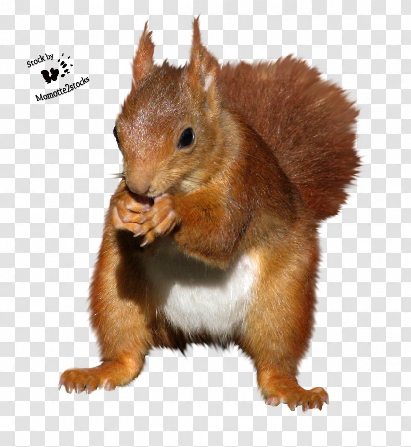 Squirrel Rodent Chipmunk - Mammal Transparent PNG