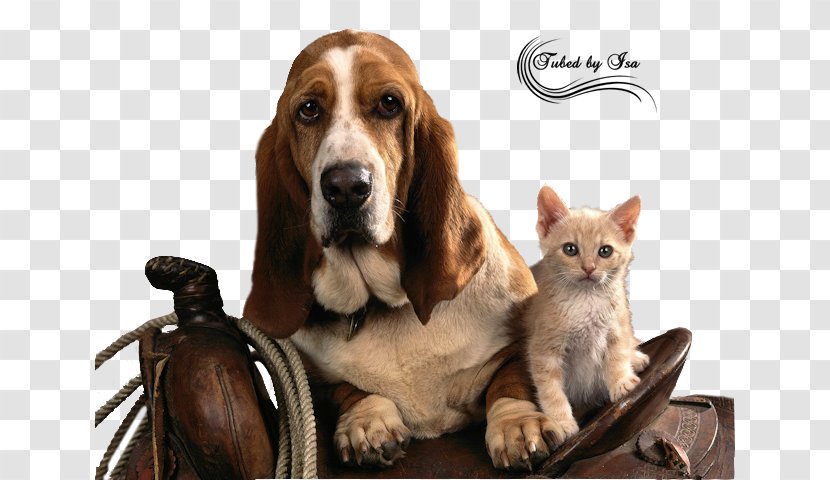 Basset Hound Puppy High-definition Television Wallpaper - Widescreen - Dogs And Cats Transparent PNG