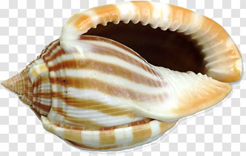 Seashell Drawing Clip Art - Molluscs - Big Shell Cliparts Transparent PNG