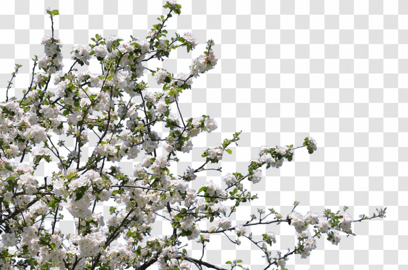 Blossom Twig Tree Forest Gardening Flower - Fruit Transparent PNG