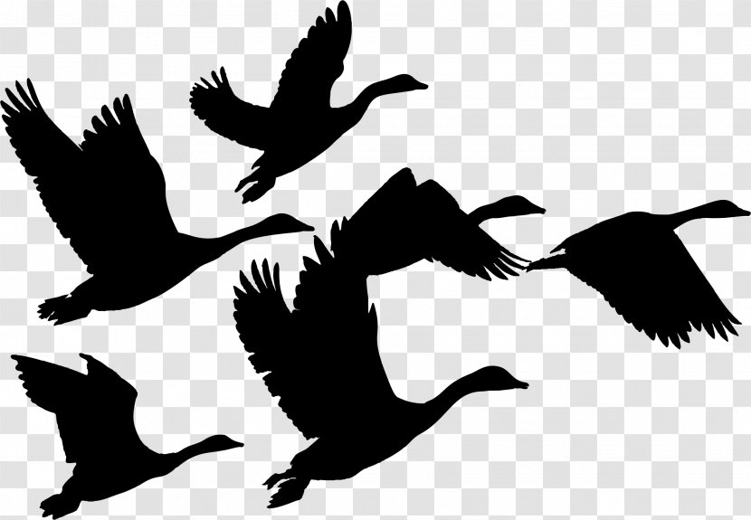 Canada Goose Duck Bird Flock - Animal Migration - Hummingbird Silhouette Transparent PNG