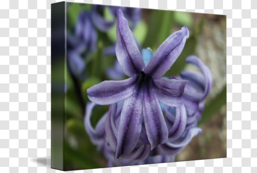 Bellflower Hyacinth Herbaceous Plant - Purple - Violet Family Transparent PNG