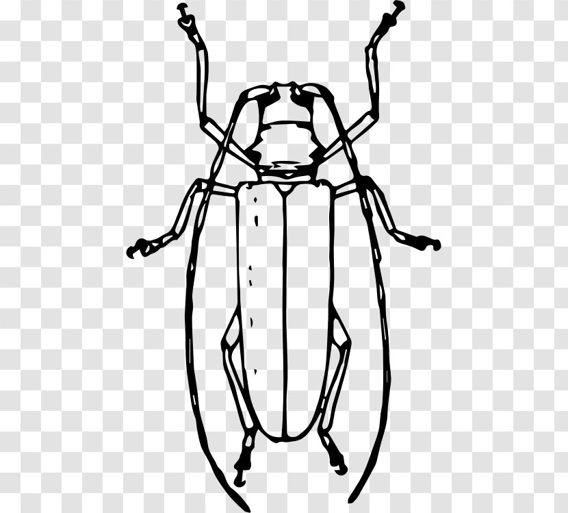 Longhorn Beetle Drawing Cardinal Clip Art Transparent PNG