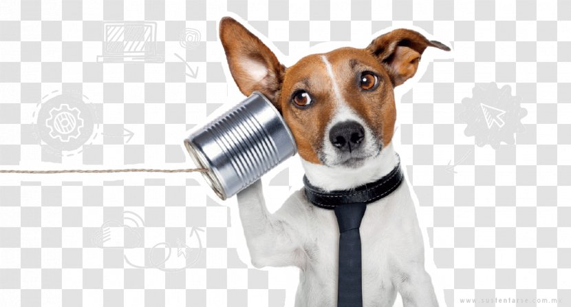 Dog Grooming Pet Telephone Call Cat Transparent PNG