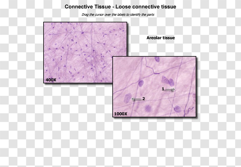 Loose Connective Tissue Anatomy Dense - Histology Transparent PNG