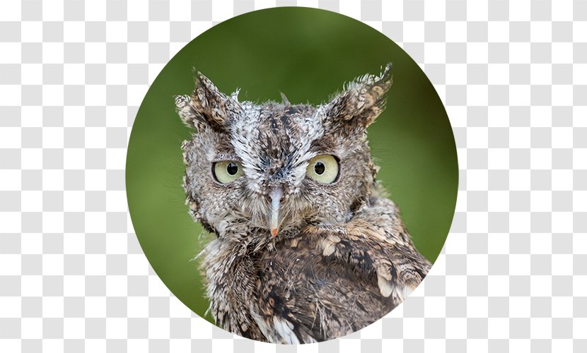 Owl Fauna Beak Transparent PNG