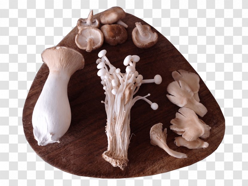 Mushroom Growing Pleurotus Eryngii Gourmet And Medicinal Mushrooms = Edible - Cloning Transparent PNG